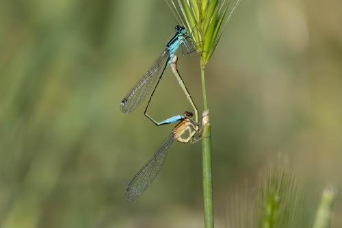Ischnura elegans